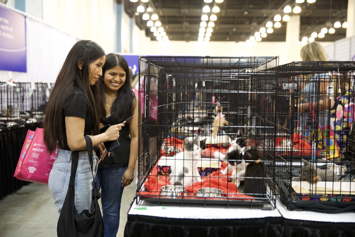 Adoption village at CatCon with kittens