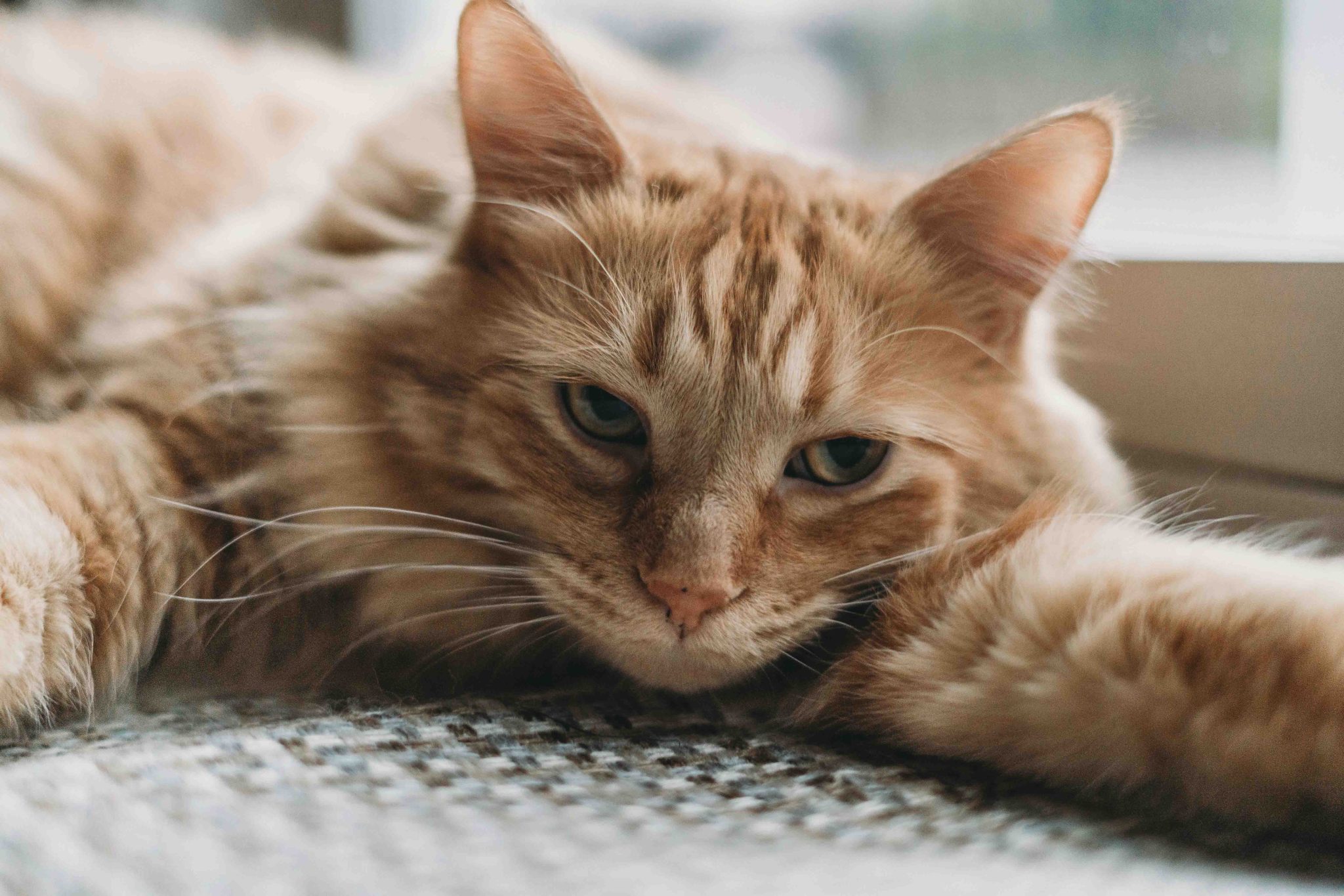 Cat Topia Image 3