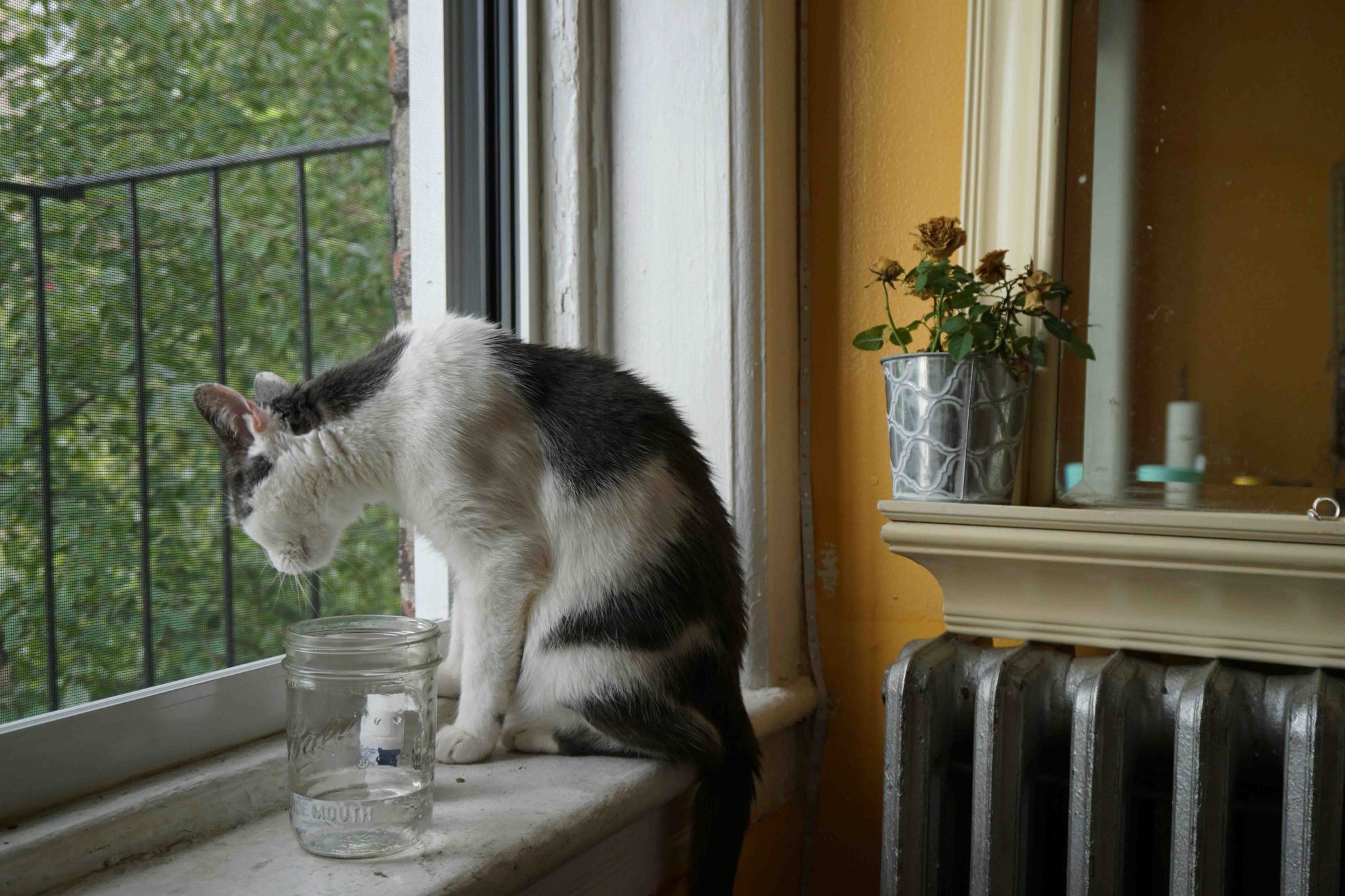 Cat Topia Image 4