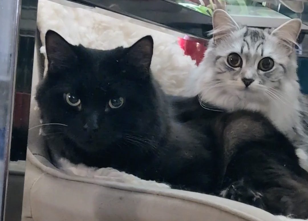 Lucifer and Missy cuddling on chair
