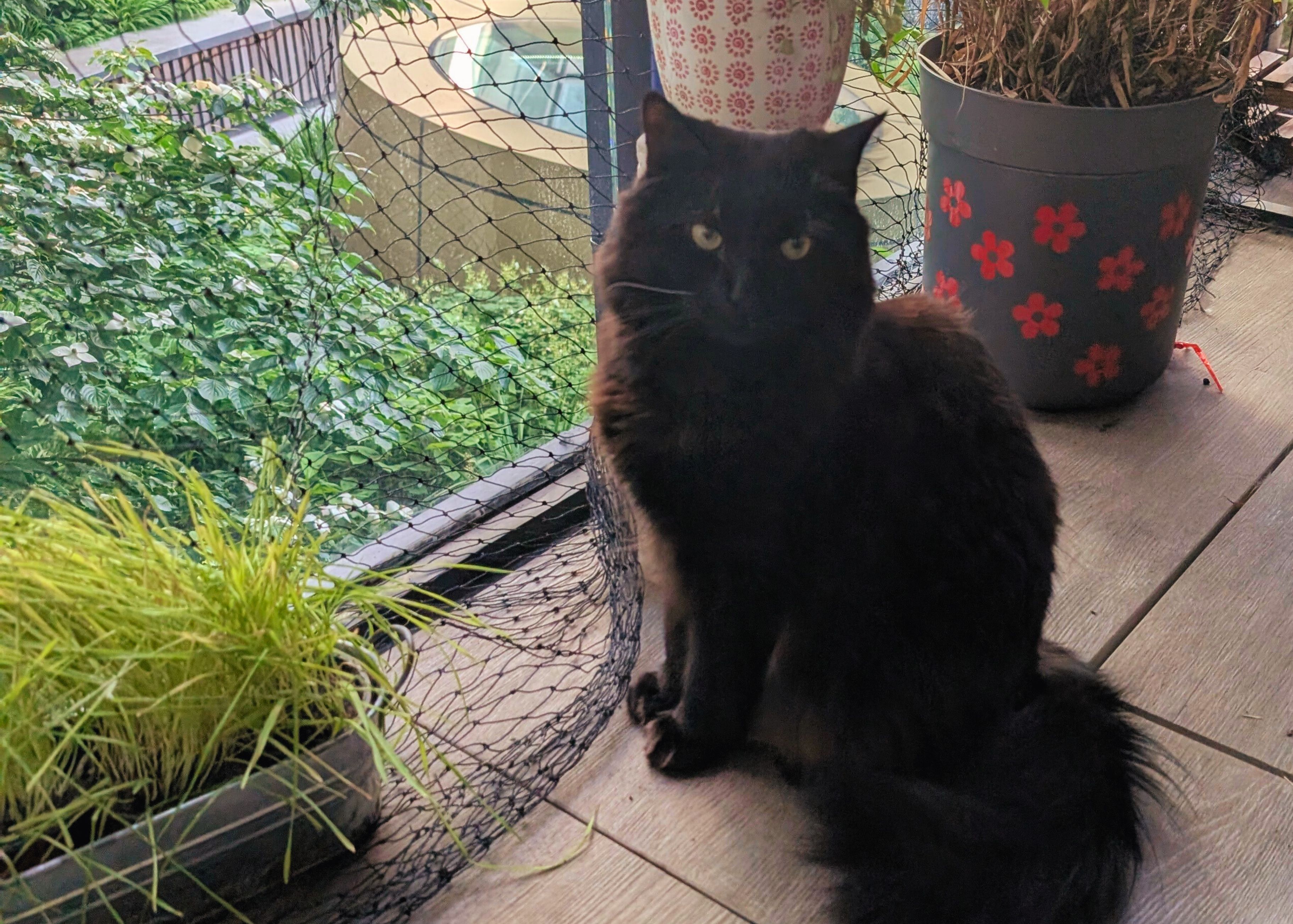 How to Stay the Same for 10 Million Years - A Cat's Guide to Evolutionary Success (and Domination)