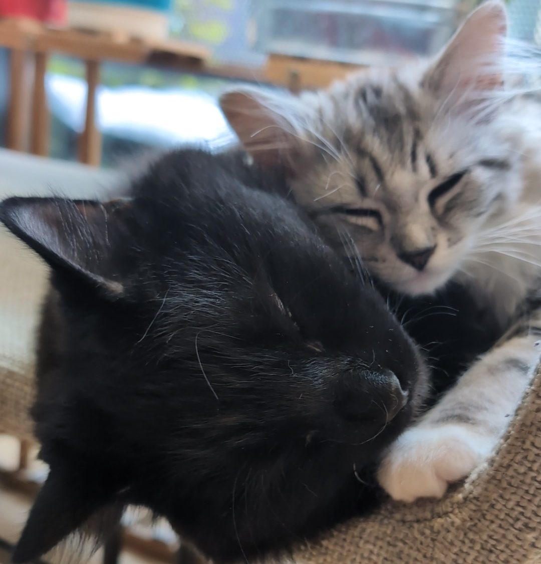 Sleepcuddle Lucifer and Missy