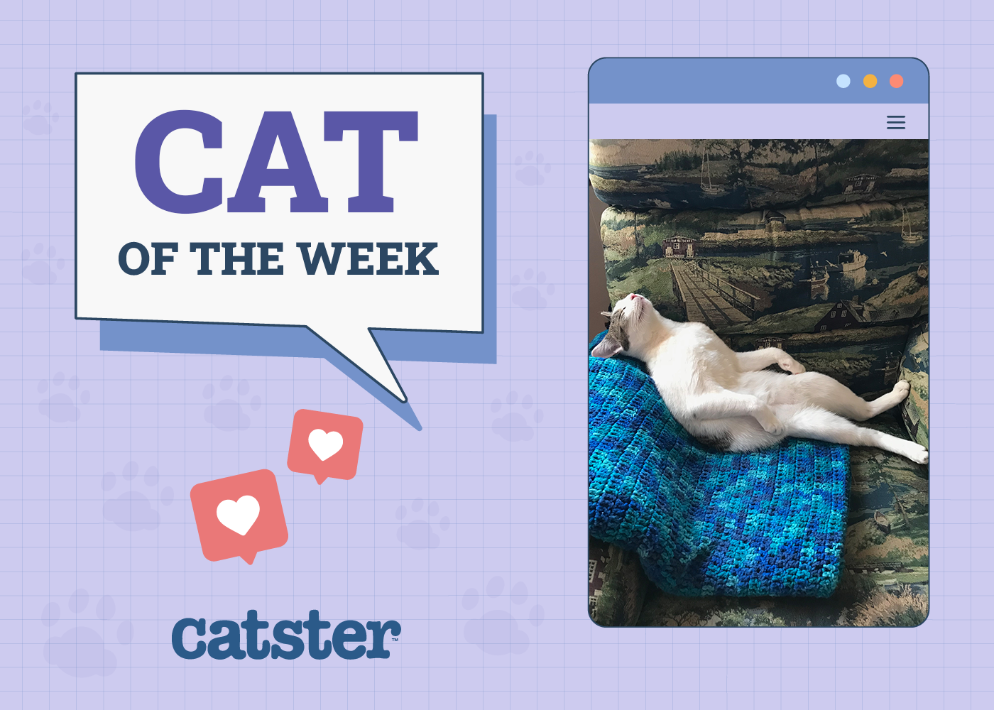Catster Photo Contest: Cats of the Week Winners (July 10, 2025)