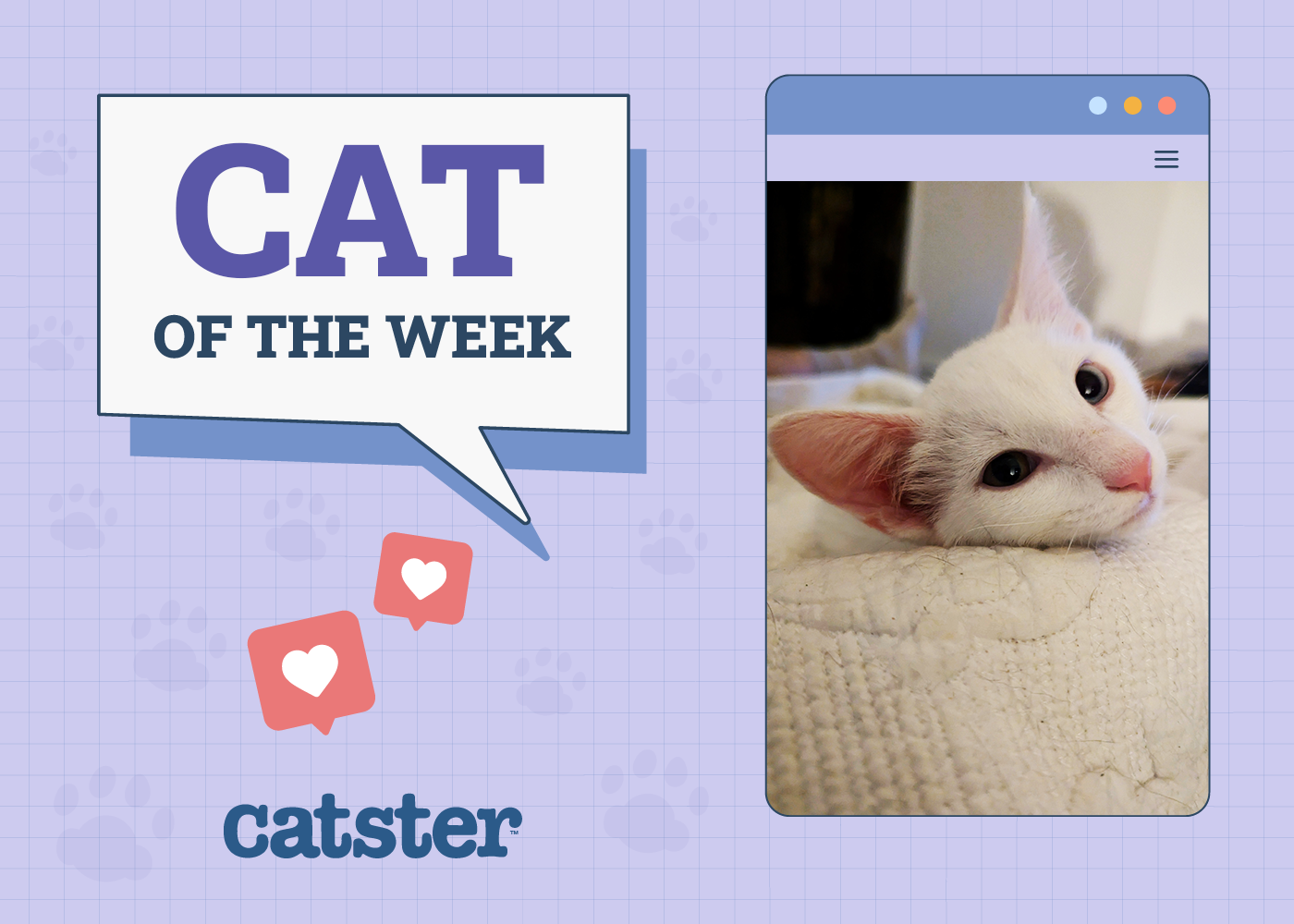 Catster Photo Contest: Cats of the Week Winners (July 3, 2025)