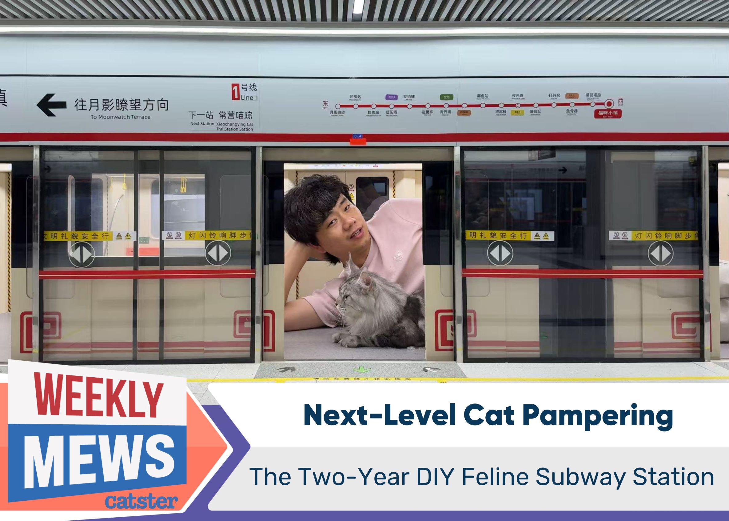Next-Level Cat Pampering: The Two-Year DIY Feline Subway Station
