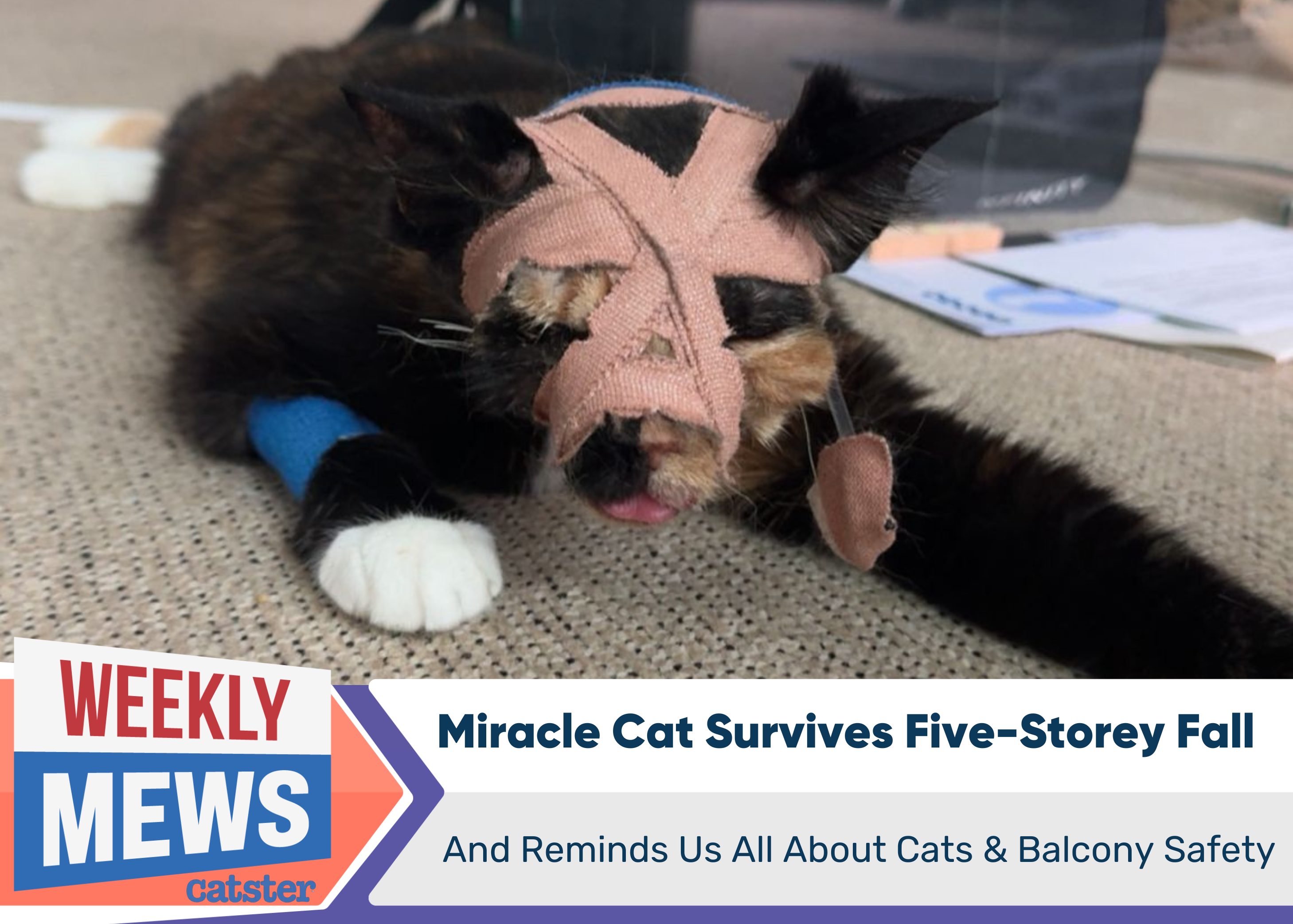 Miracle Cat Survives Five-Storey Fall