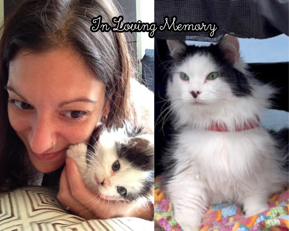 Remembering The Oreo Cat - A Mother's Tribute