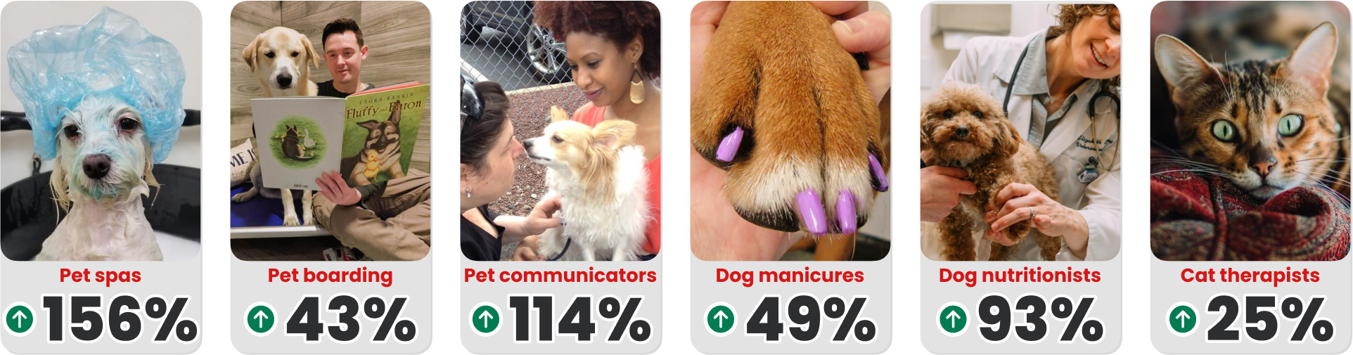 Pet trending searches