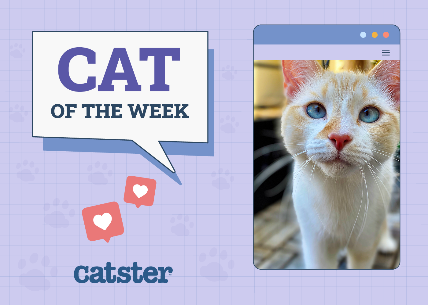 Catster Photo Contest: Cats of the Week Winners (August 14, 2025)
