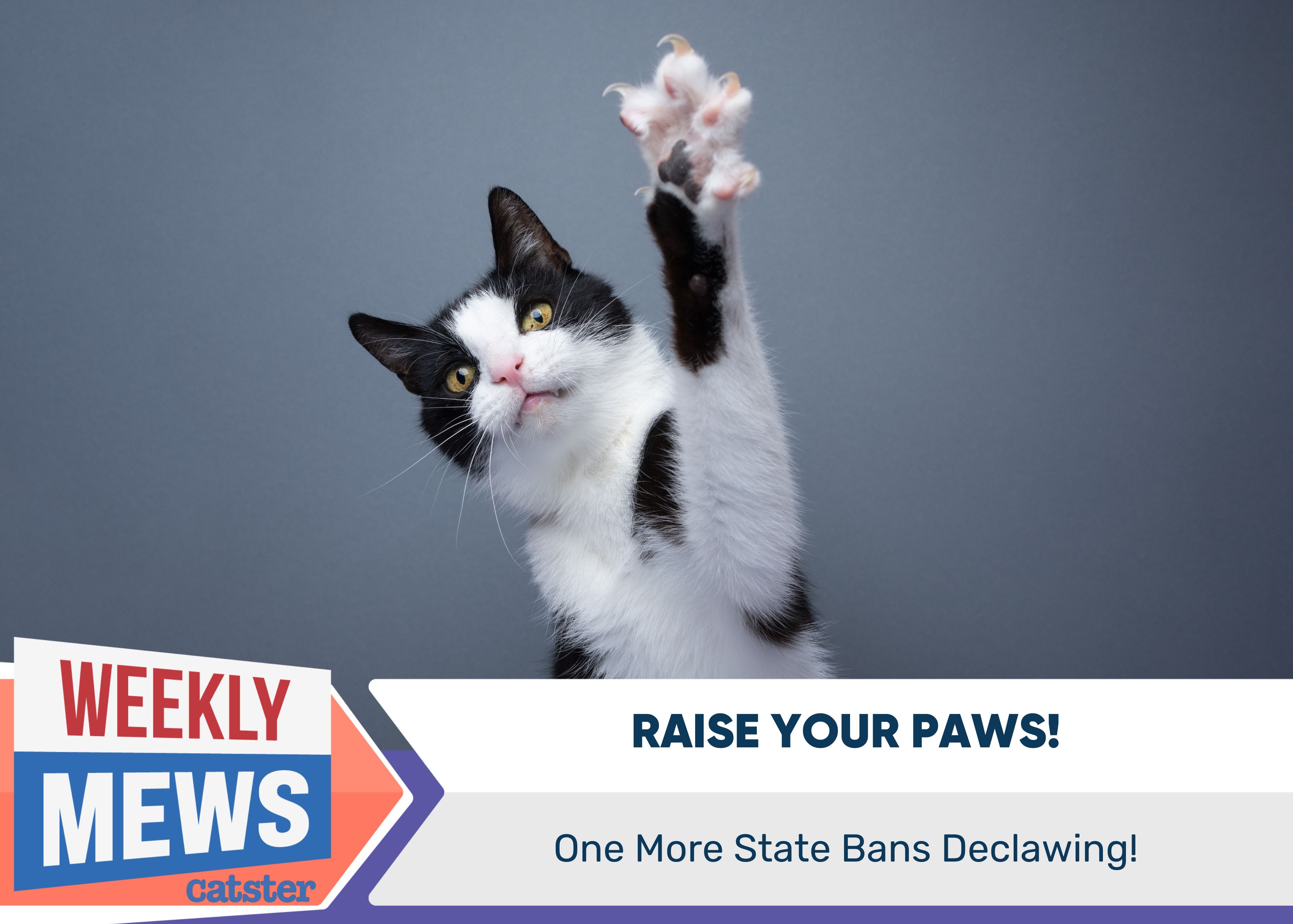 Raise Your Paws - One More State Bans Declawing