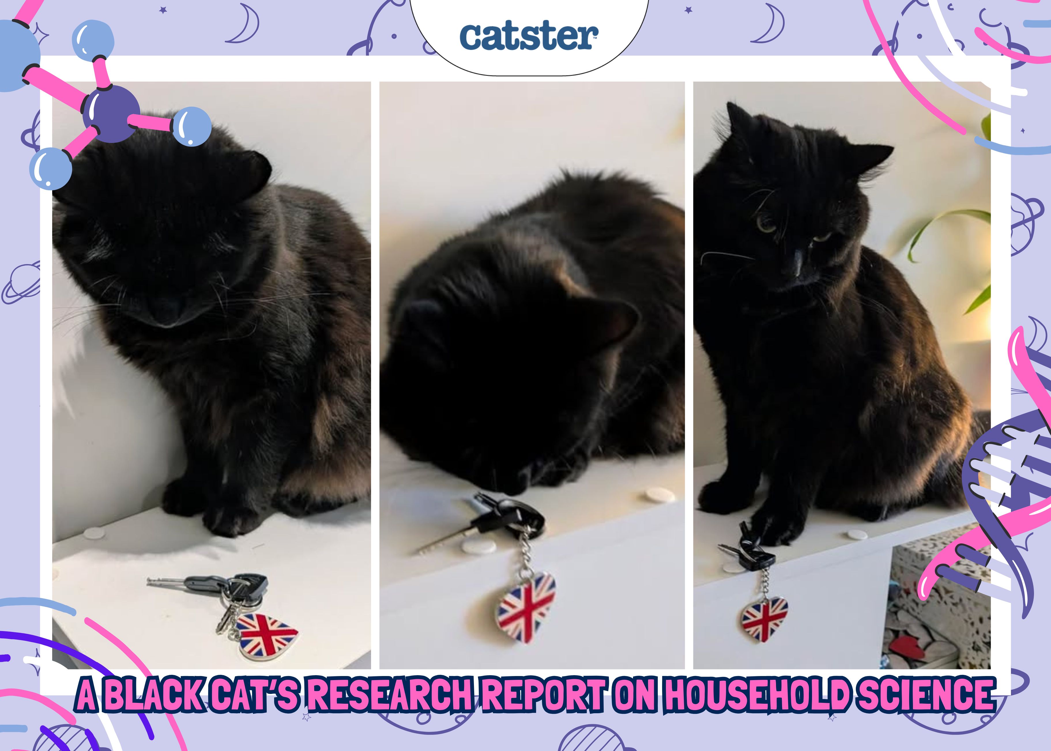 Cheekiness by Design: A Black Cat’s Research Report on Household Science