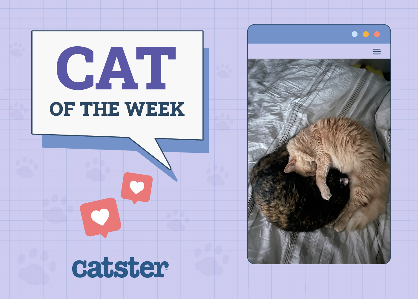 Catster Photo Contest: Cats of the Week Winners (September 18, 2025)