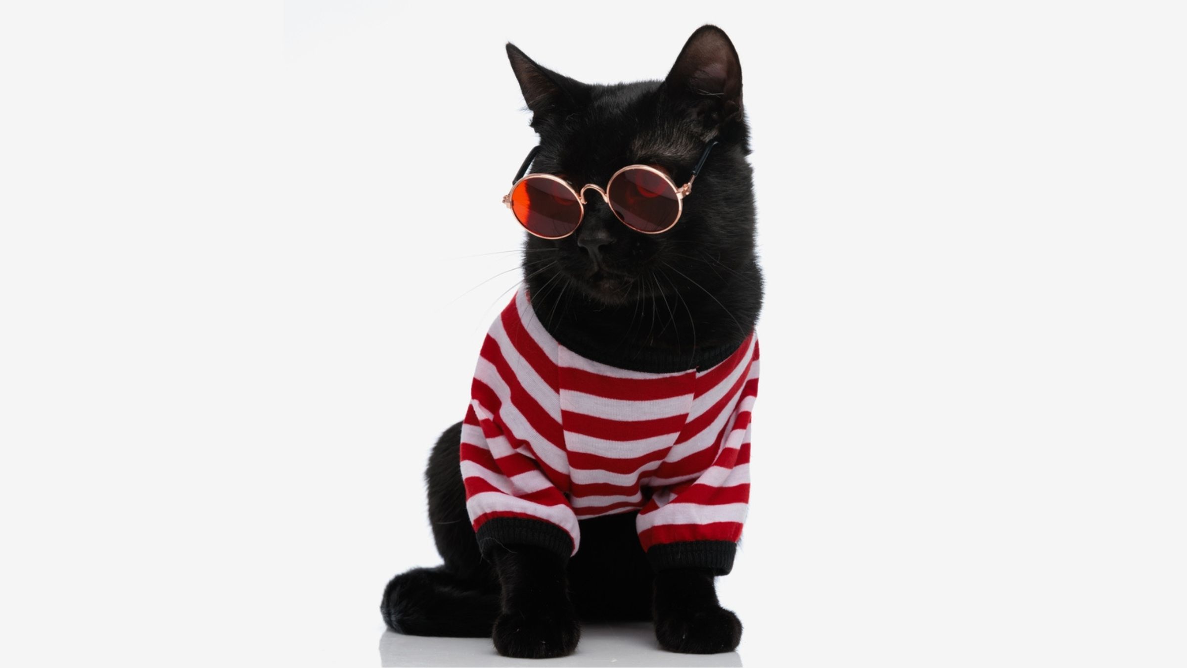 Meet 10 Famous Black Cats Who Stole the Spotlight in Pop Culture