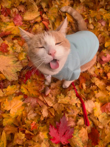 Meet Marv the Adventure Cat: My Advice To Give The Cat Leash A Try