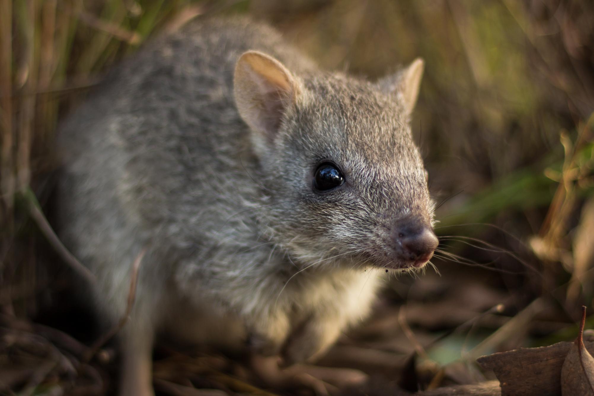 Could a Tiny Australian Marsupial Be the Key to Controlling Feral Cats? - Courtesy Stephanie Todd