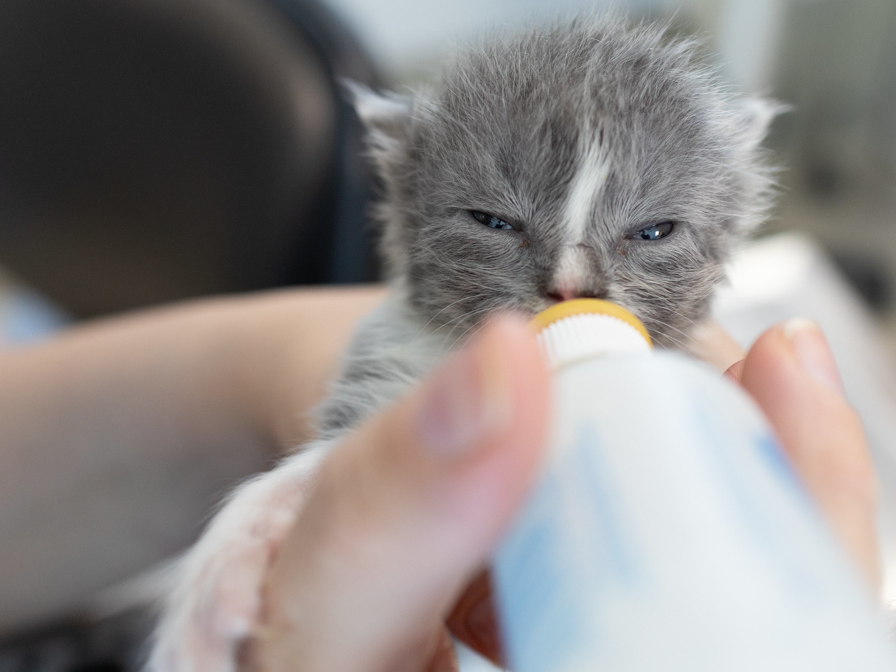 Where No Cat Is Hopeless: Inside Tabby’s Place, the Sanctuary Saving Forgotten Felines