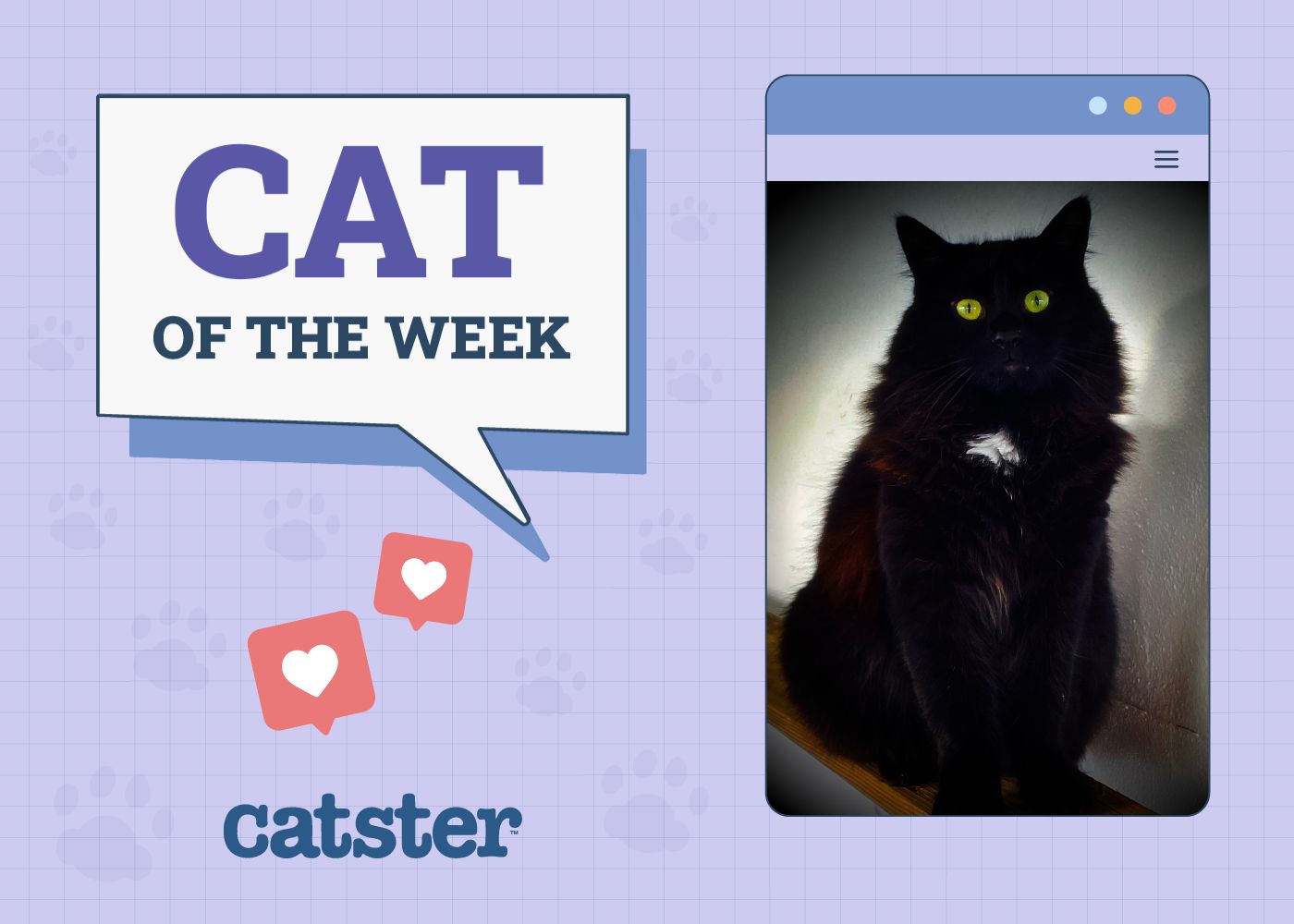 Catster Photo Contest: Cats of the Week Winners (October 30, 2025)