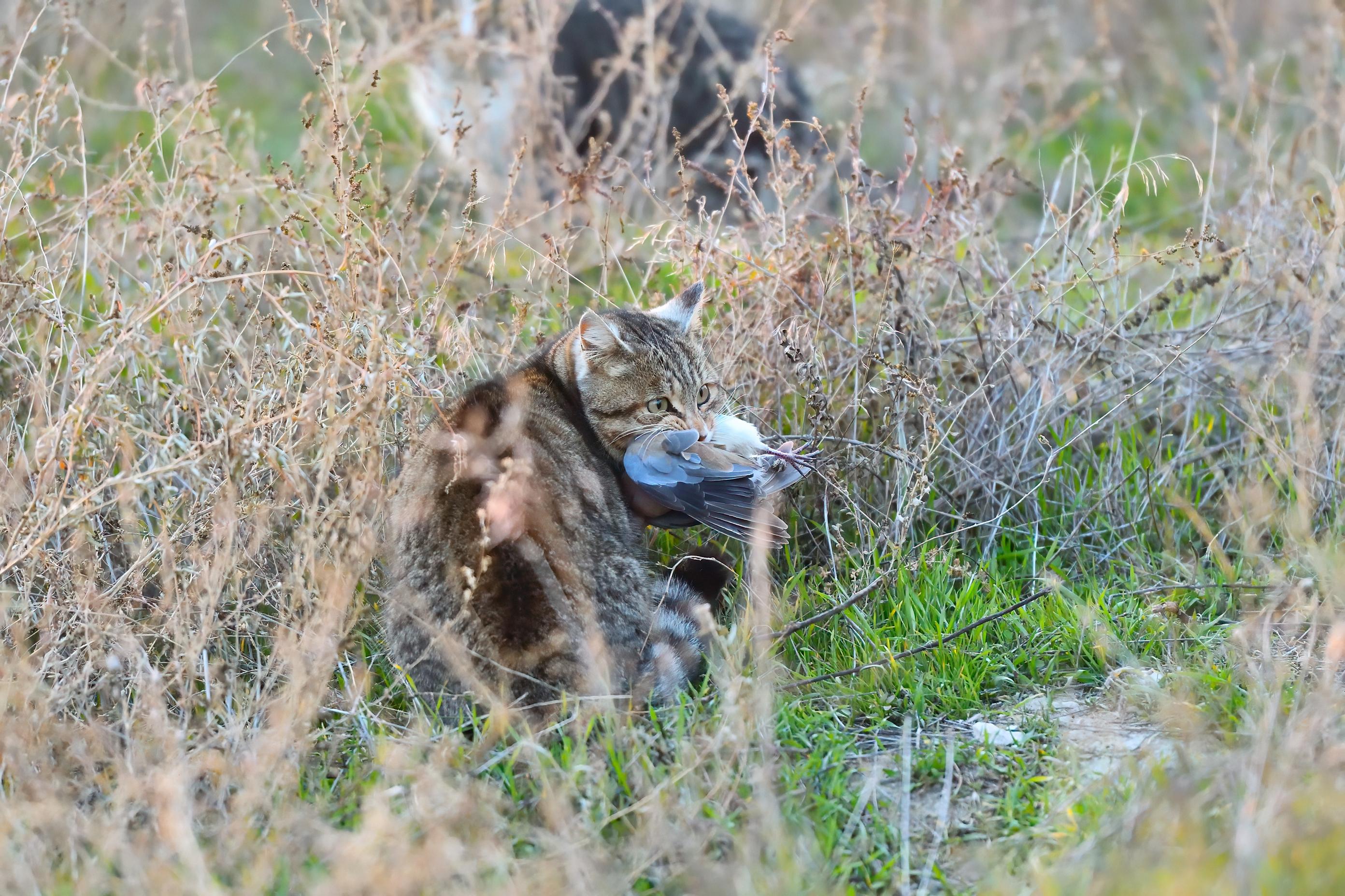 Could a Tiny Australian Marsupial Be the Key to Controlling Feral Cats?
