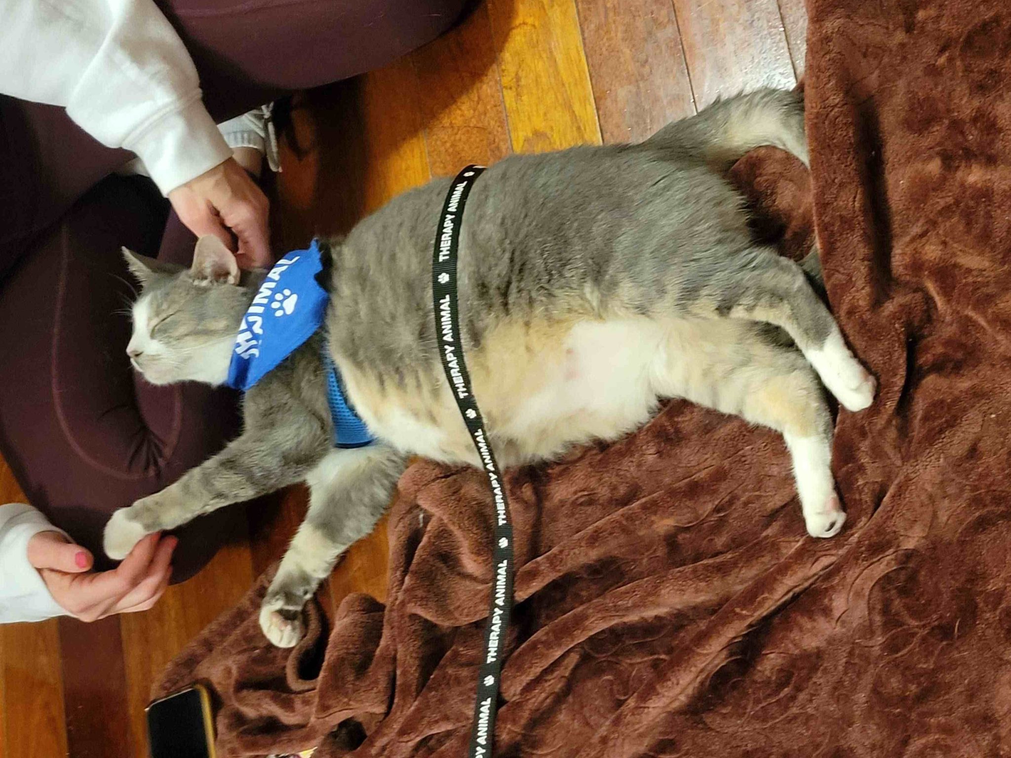 Trifecta loves his 'job' as a therapy cat