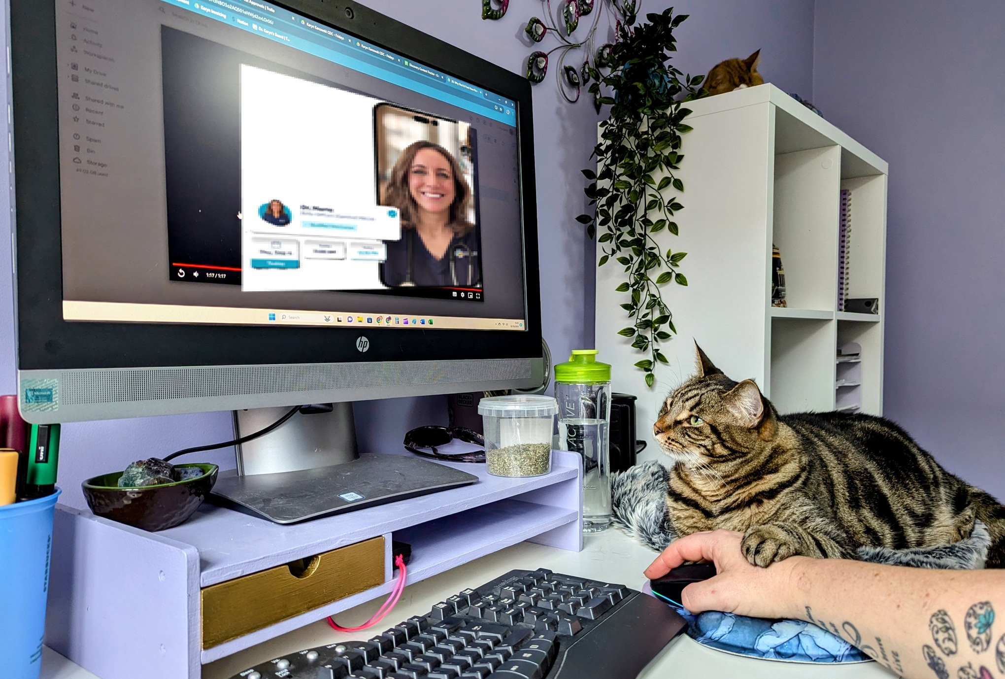 Weekly Mews - Telehealth improving cat care - Lead image concept