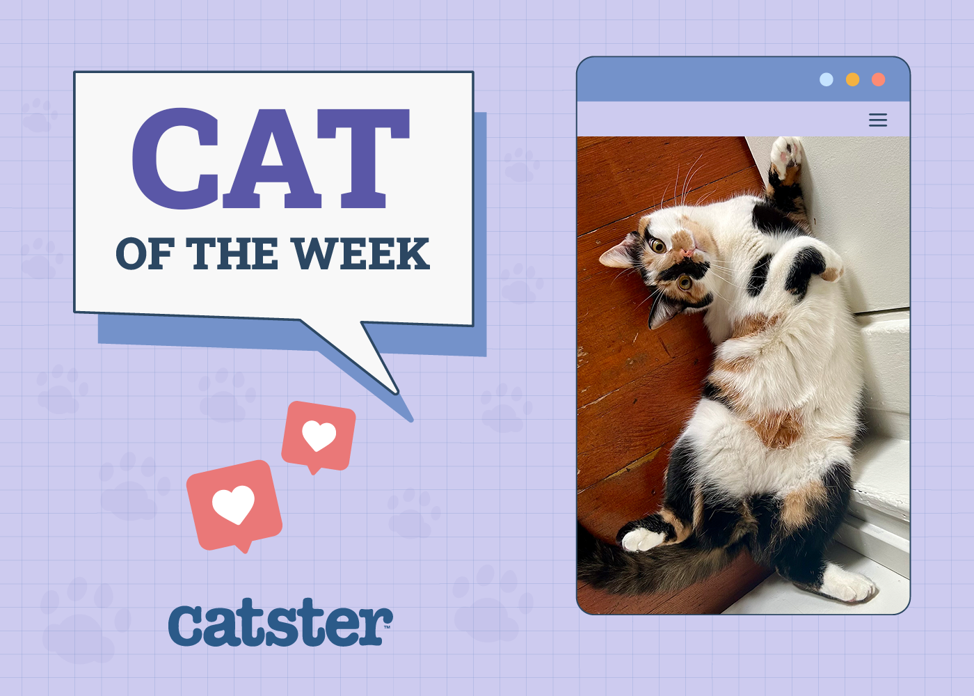 Catster Photo Contest: Cats of the Week Winners (October 2, 2025)