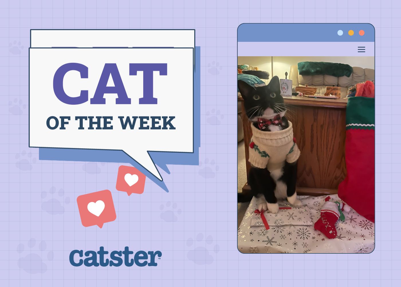 Catster Photo Contest: Cats of the Week Winners (November 20, 2025)