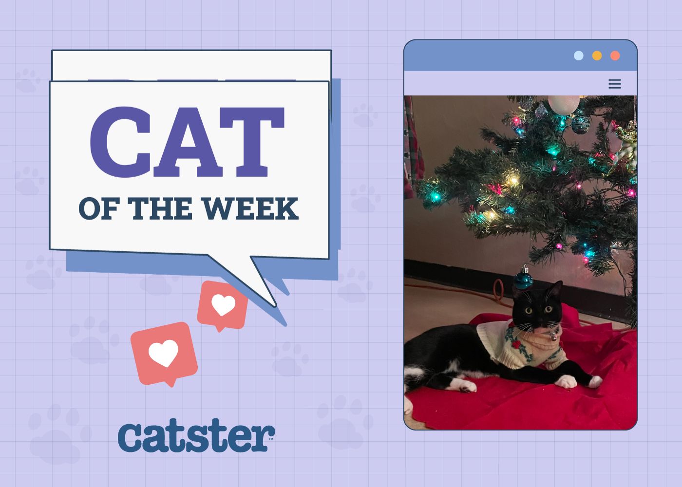 Catster Photo Contest: Cats of the Week Winners (November 6, 2025)