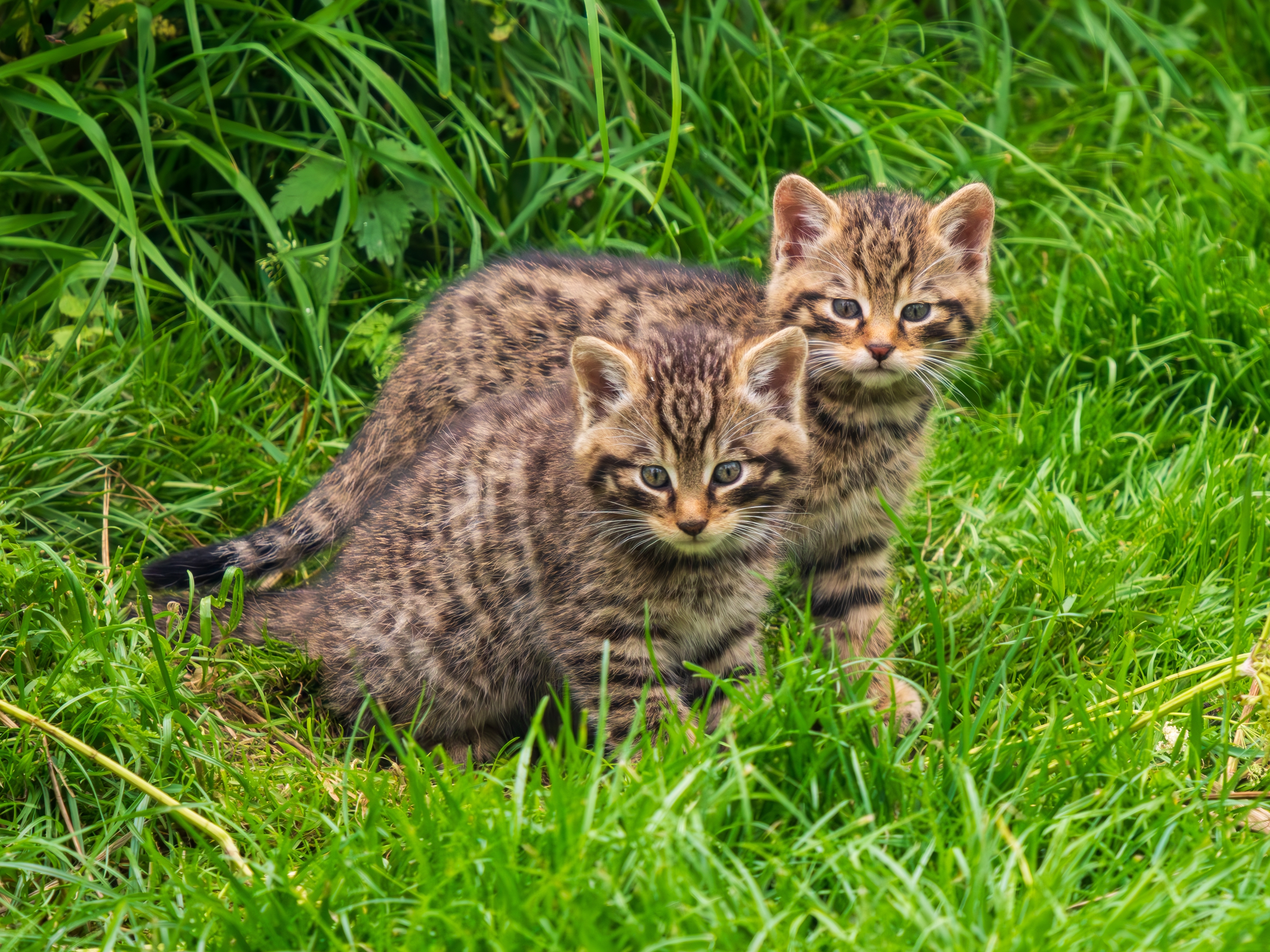 Back From the Brink - Scottish Wildcats Getting a Second Chance