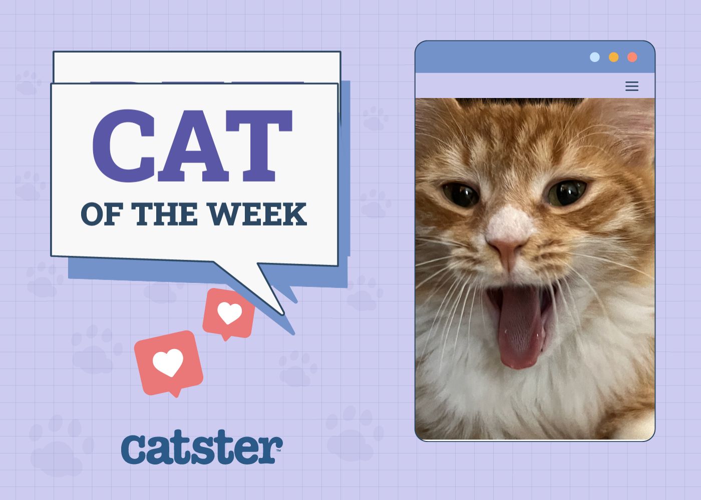Catster Photo Contest: Cats of the Week Winners (November 13, 2025)