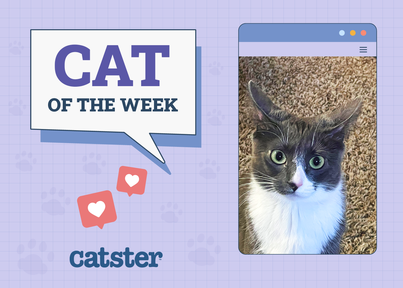 Catster Photo Contest: Cats of the Week Winners (November 27, 2025)