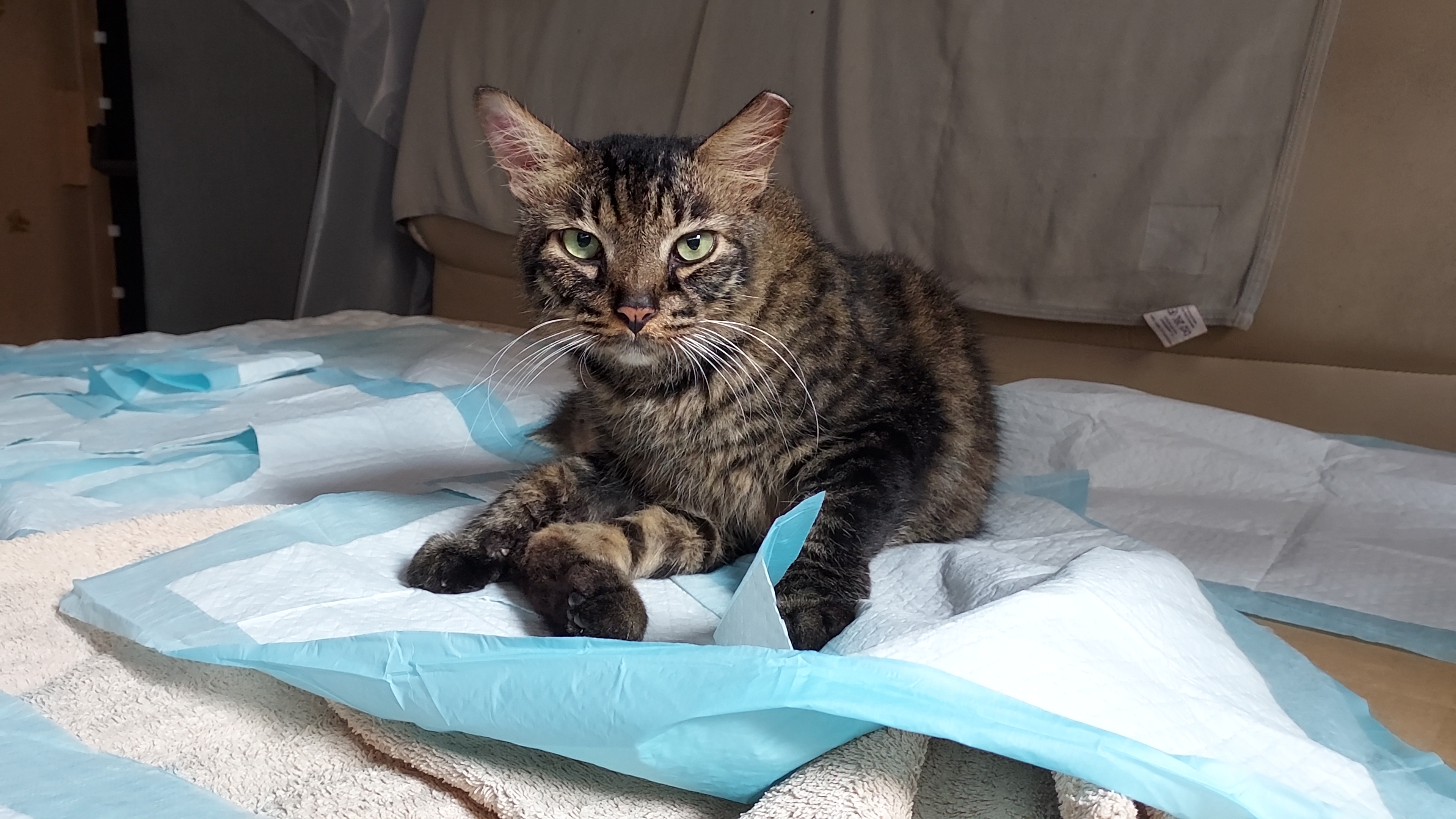 From Misfortune to Blessing: How a Cat Lost a Leg, But Got a Forever Home