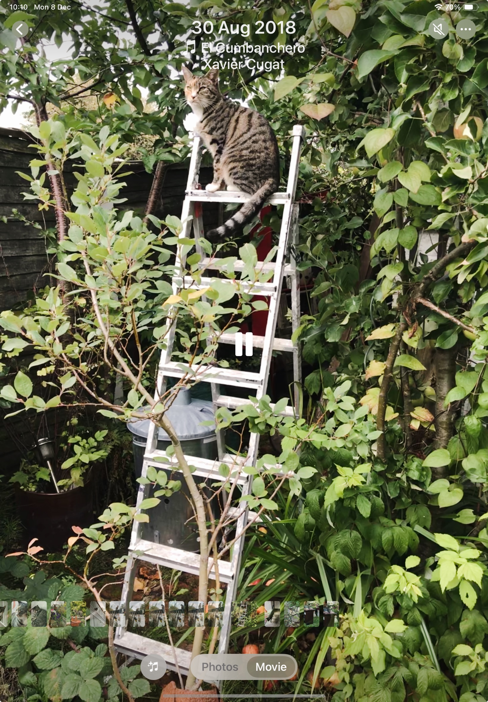 How I Fell in Love With a Cat That Wasn’t Mine, and Became a Cat Person at 65