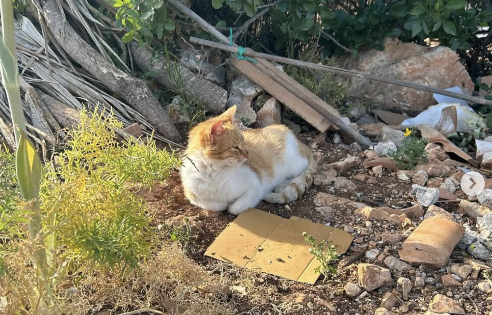 Molly and the Homeless Pet Placement League_ Heroes of the Pet World - TNR in Zakynthos, Greece