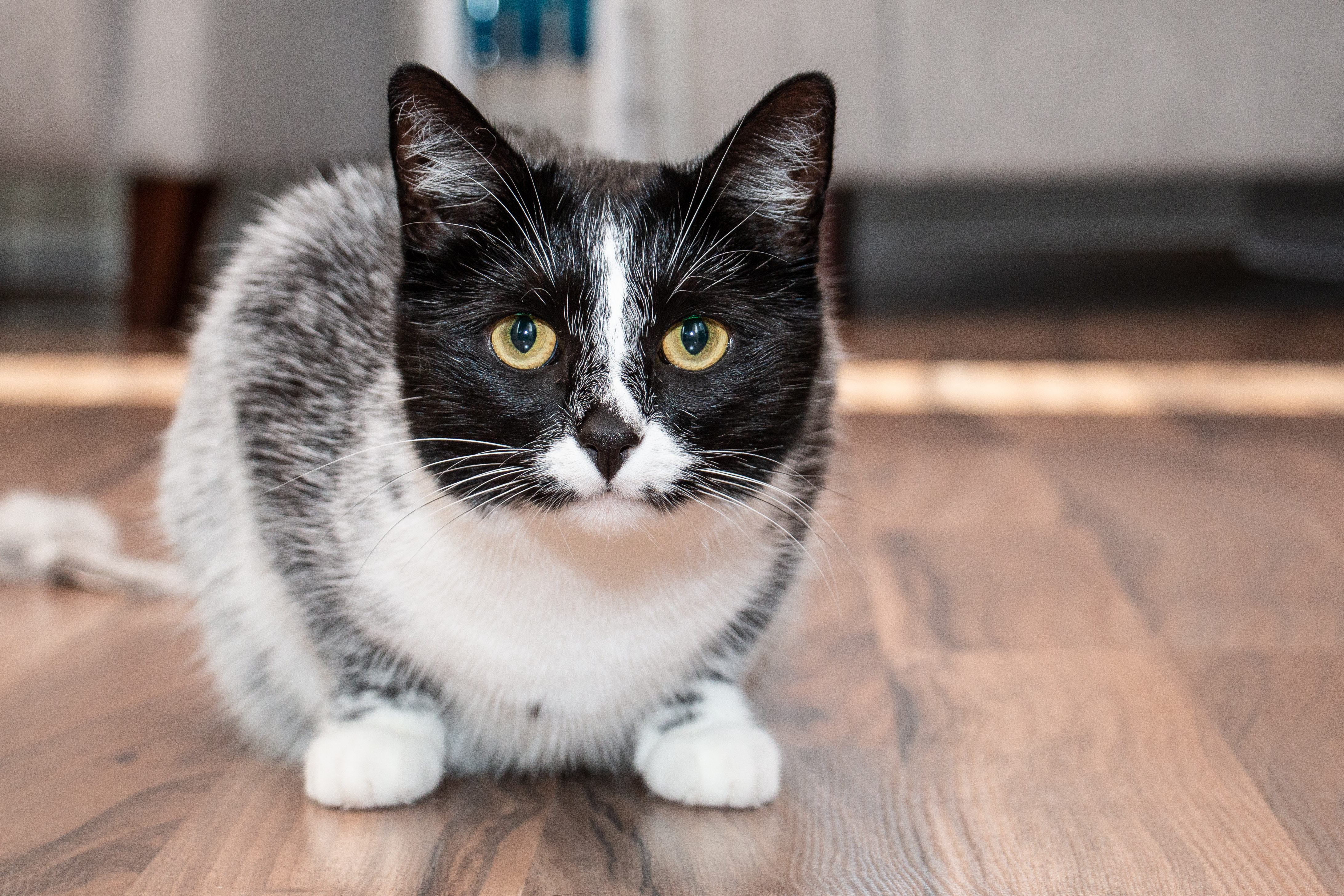 New Year, New Coat Color: Meet the Salmiak Cats