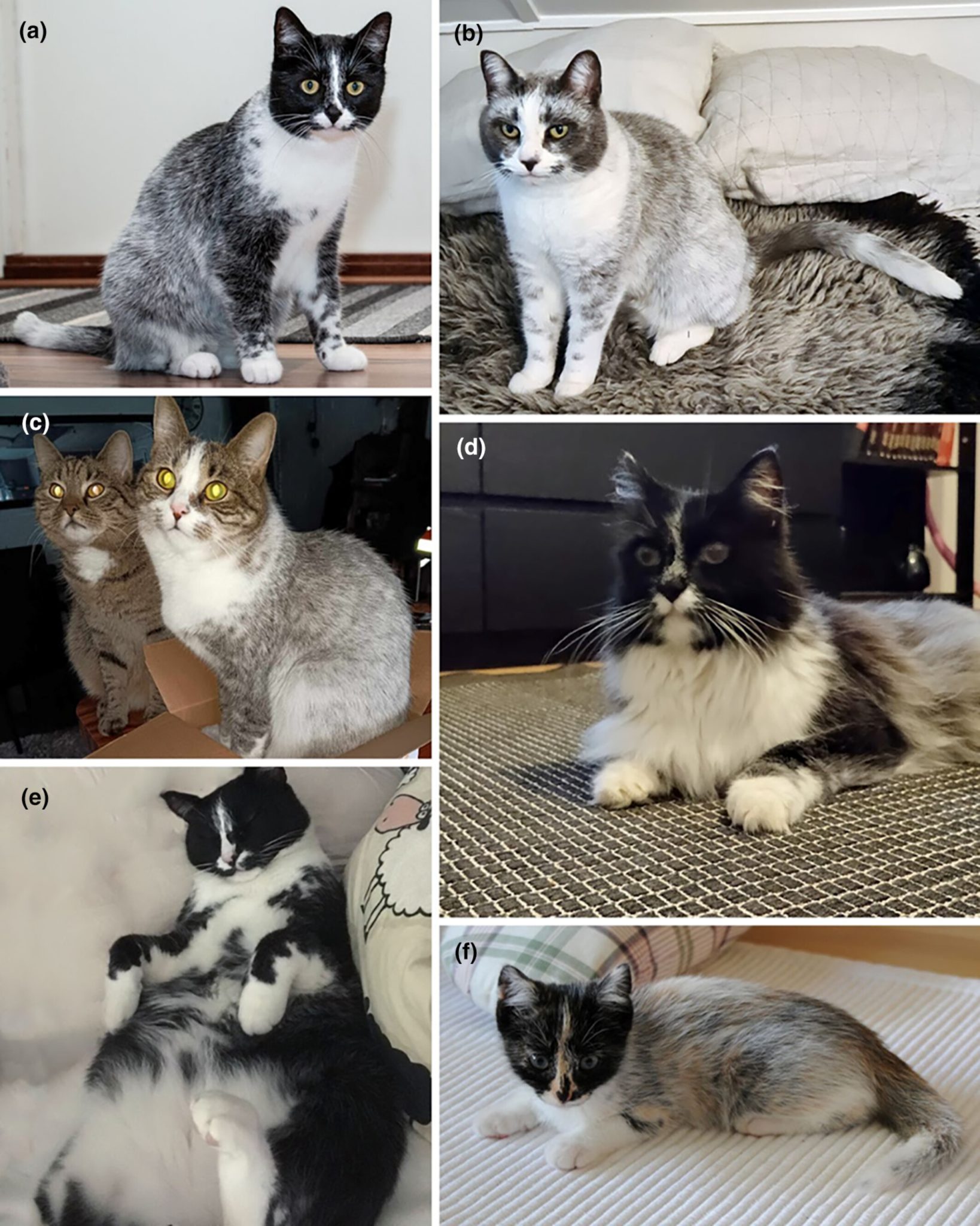 Salmiak cats_Source_ Anderson et al 2024