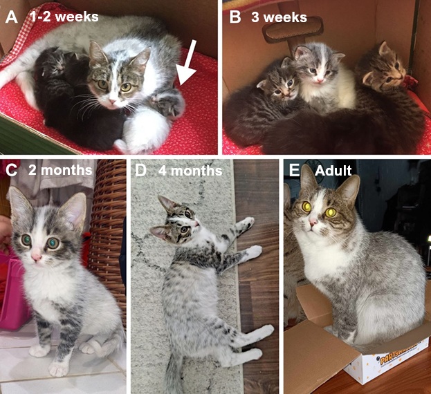 Watching a salmiak kitten grow up_Source_ Anderson et al 2024