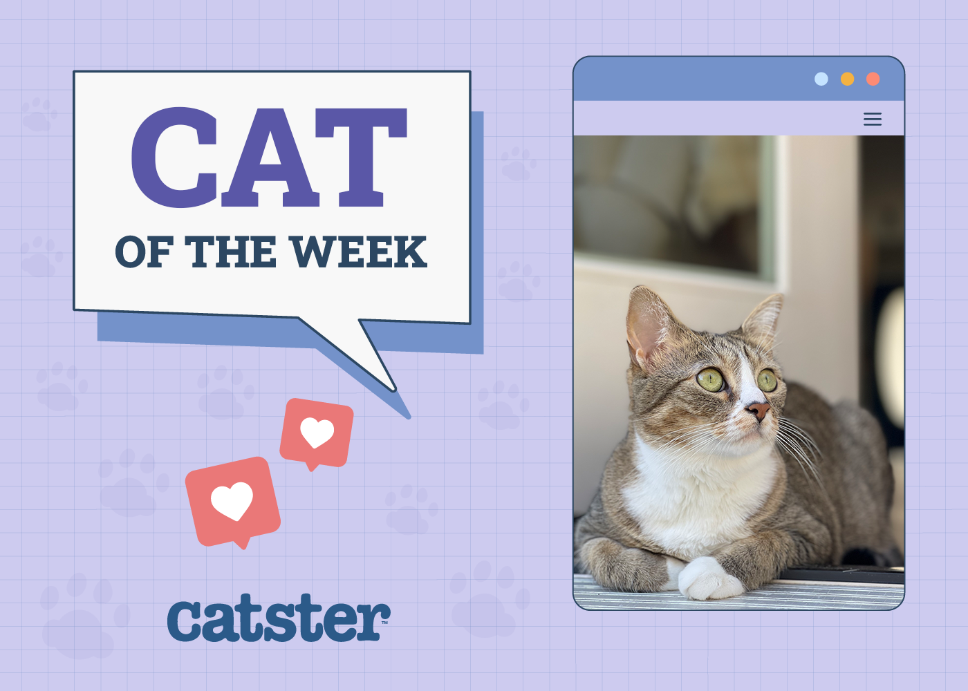 Catster Photo Contest: Cats of the Week Winners (December 11, 2025)