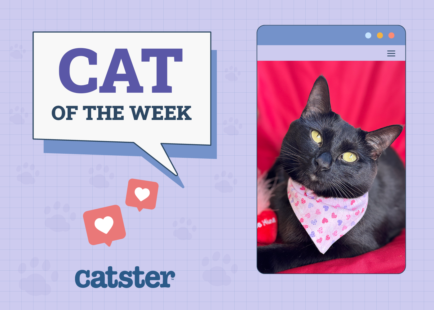 Catster Photo Contest: Cats of the Week Winners (December 4, 2025)