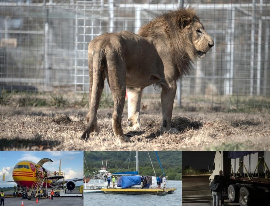 By Road, By Air, and By Sea – The Long Journey Home for These Lions Three