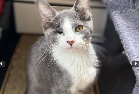 Heroes of the Pet World: The Odd Cat Sanctuary
