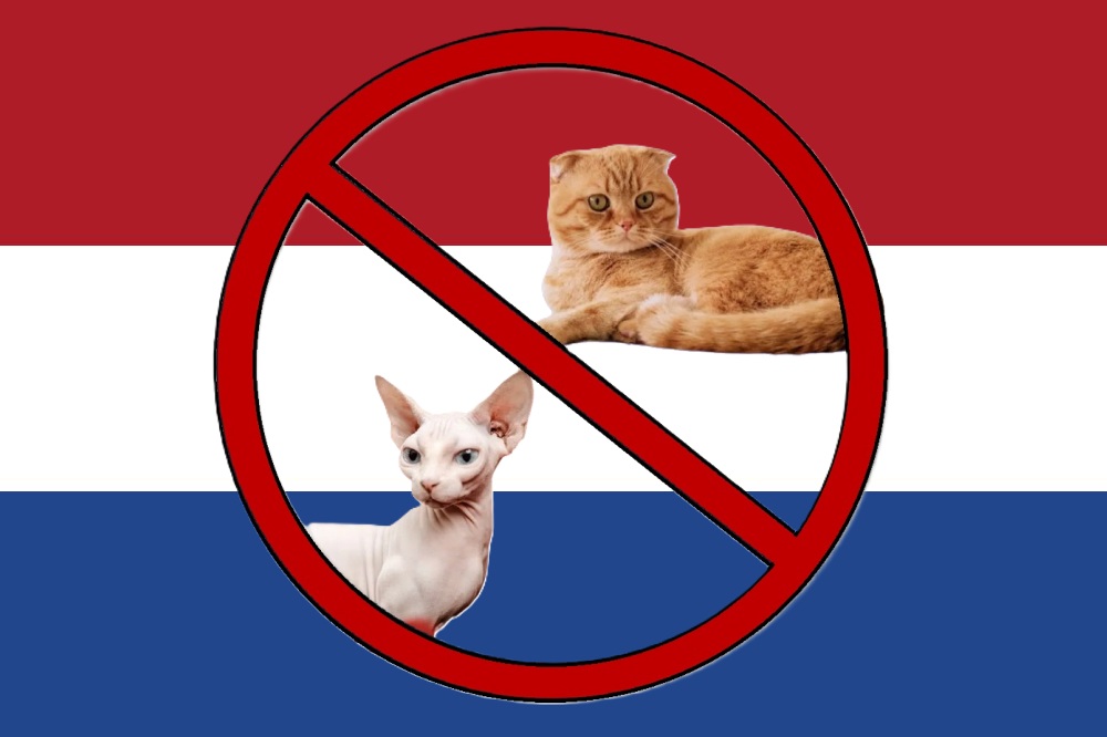 The Netherlands Bans the Sphynx and Scottish Fold
