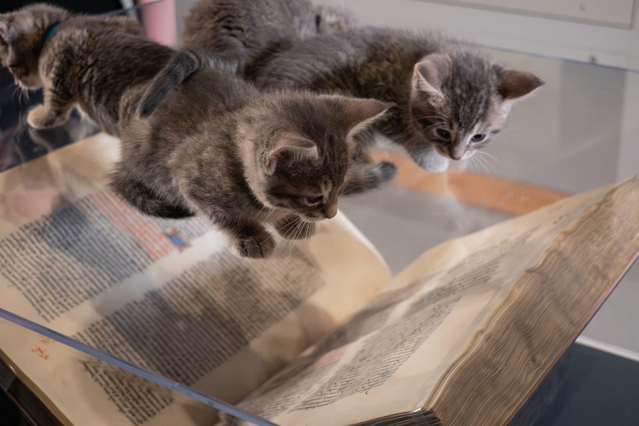 Paws on Parchment - Proof That Cats Have Been _Helping_ Writers for Centuries Some curious visitors stopped by from the local animal rescue!
