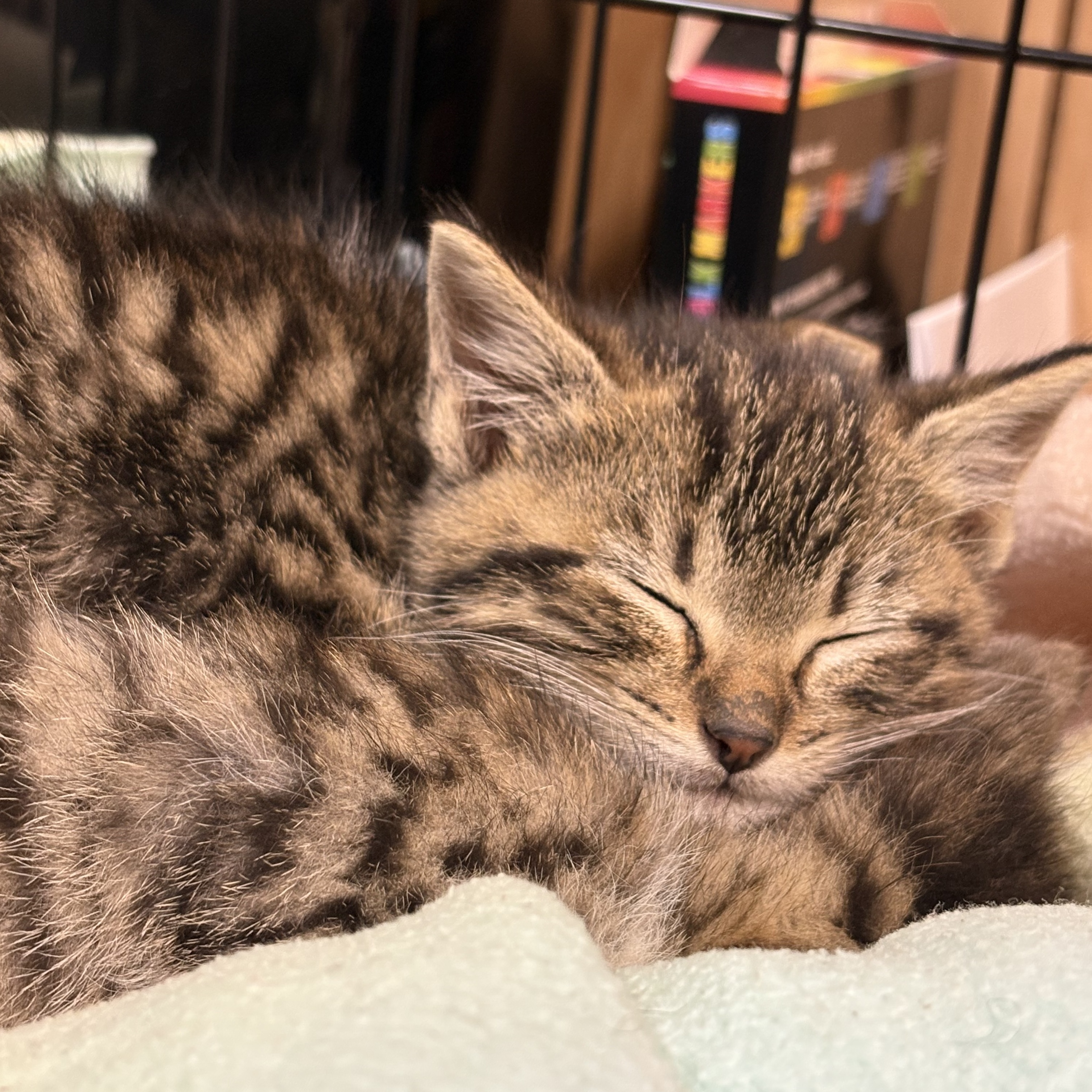 Putting the Kibosh on Kitten Season in Ohio