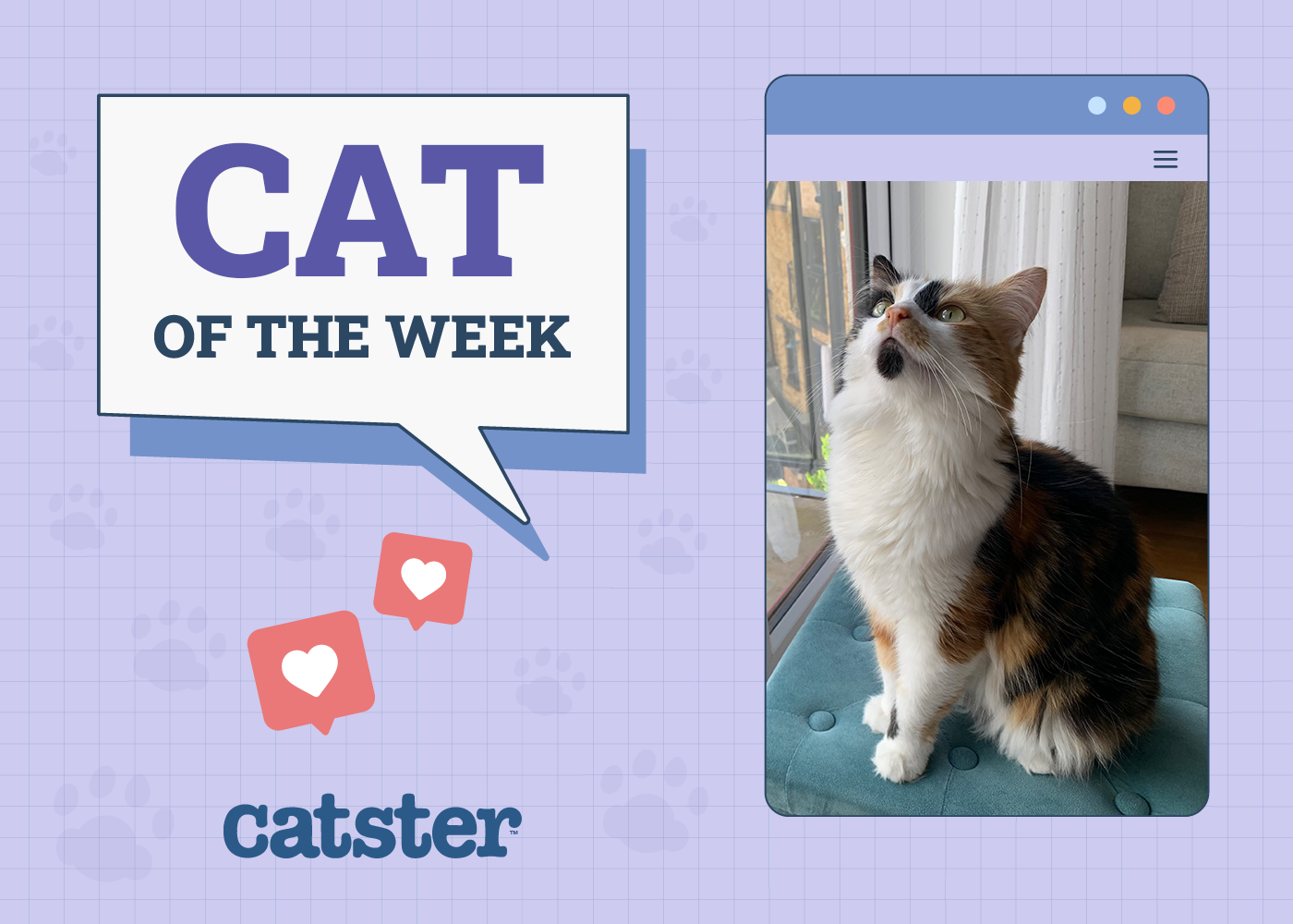 Catster Photo Contest: Cats of the Week Winners (January 29, 2026)