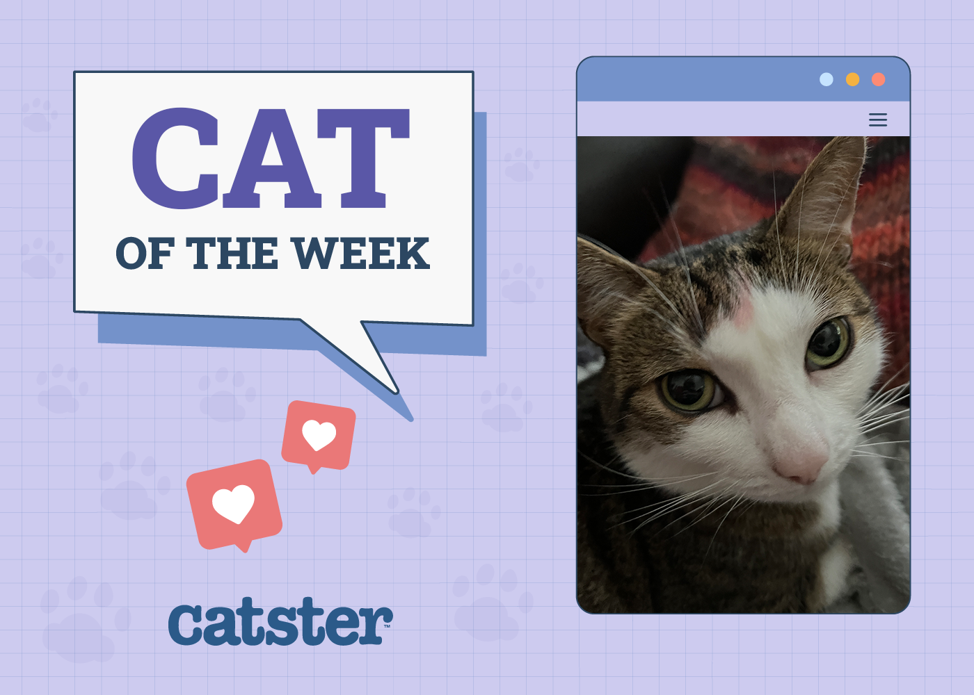 Catster Photo Contest: Cats of the Week Winners (January 8, 2026)