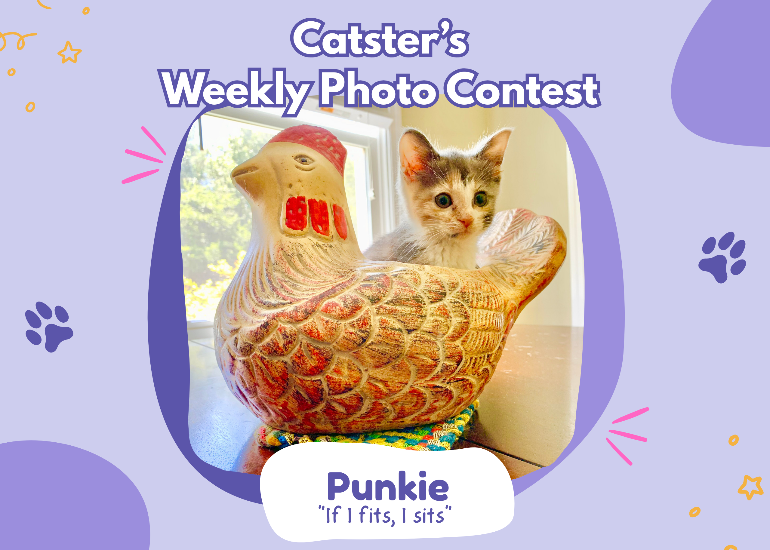 Catster’s Weekly Photo Contest Winners: If I Fits, I Sits (February 12, 2026)