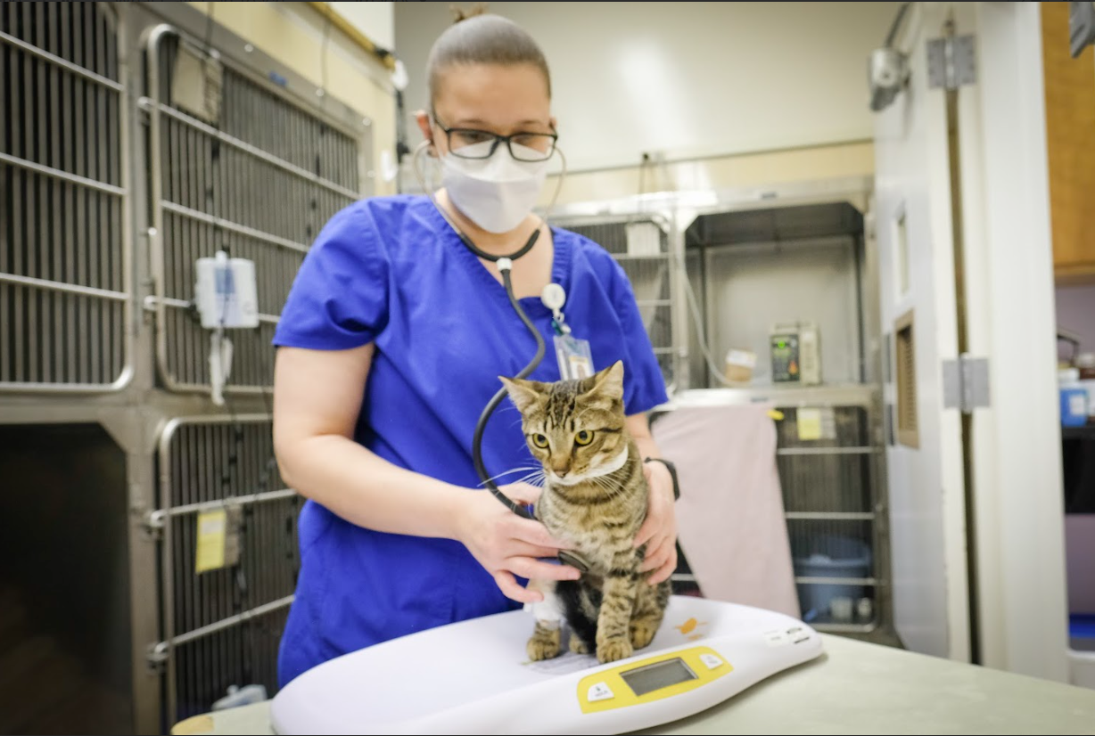 What Cats Can Teach Us About Long Covid