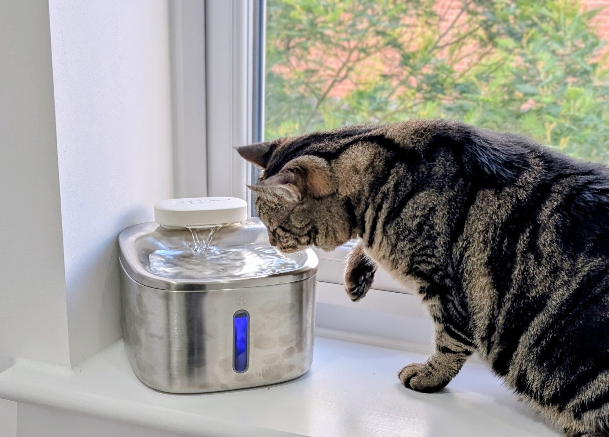 How Often Should You Change the Water in a Cat Water Fountain? Vet-Verified Facts & Care Tips