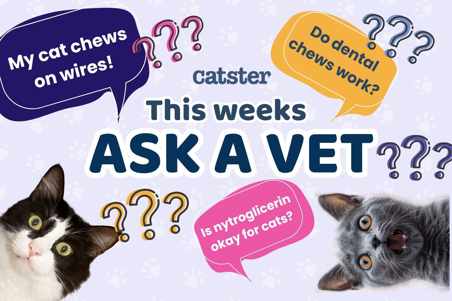 Ask Dr. Paola – Help! My Cat Chews on Wires! (February 23, 2026)
