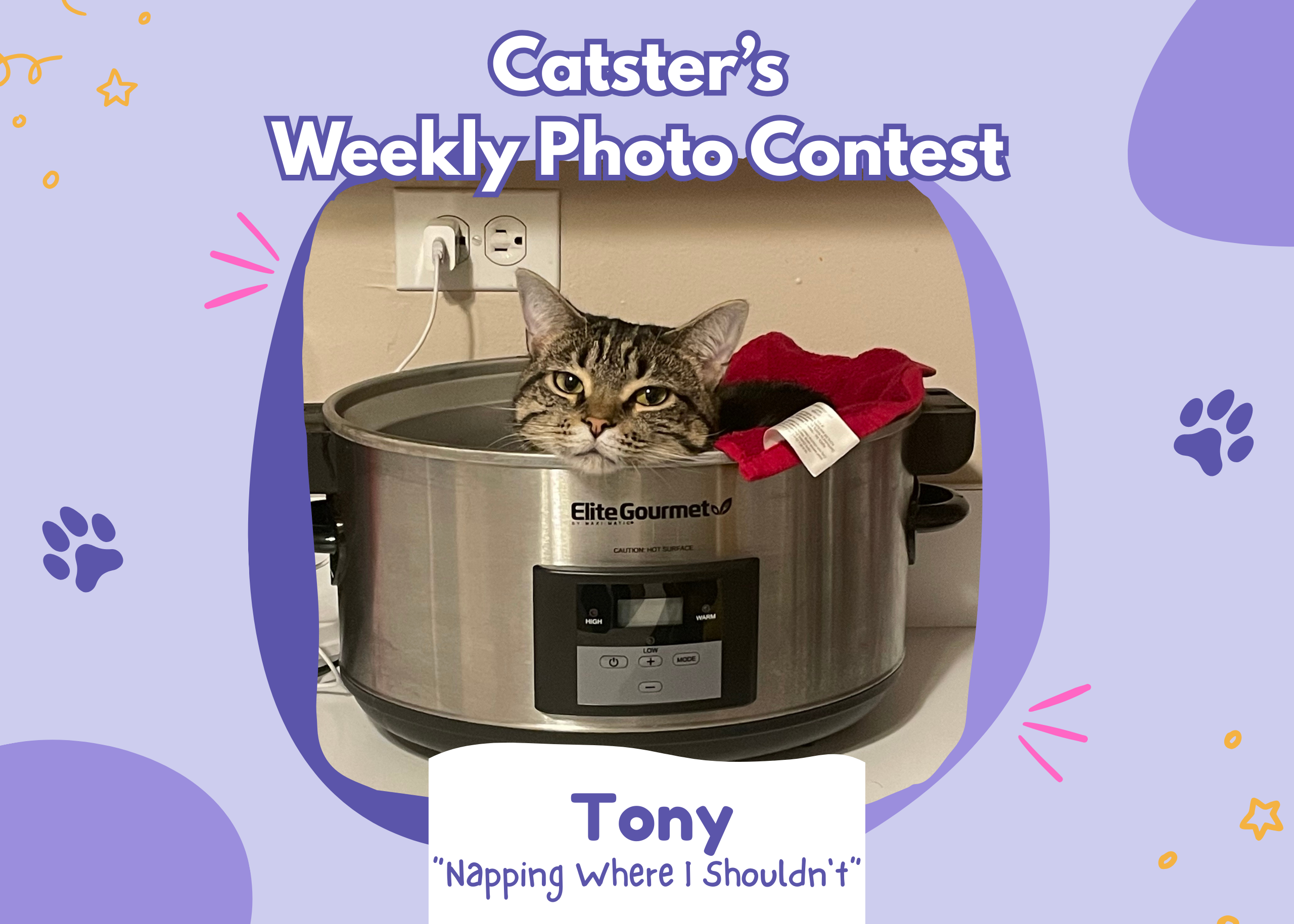 Catster’s Weekly Photo Contest Winners: Napping Where I Shouldn't (February 19, 2026)